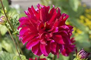 Red dahlia (Dahlia) flower, Bavaria