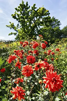 Red dahlias (Dahlia) in a flower bed