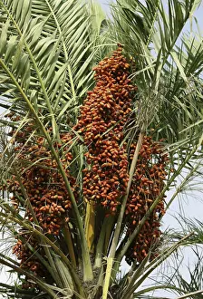 Red dates palm Botanical name Phoenix Sylvestris Roxb in kutch