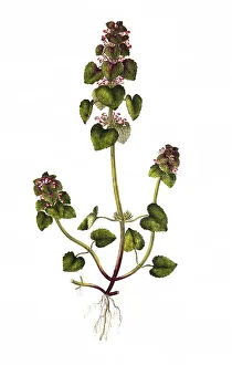 Red deadnettle (Lamium purpureum)