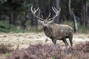 Red deer in the Bronze Age (Cervus elaphus)