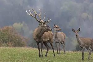Red Deer buck and doe standing on a meadow in autumn