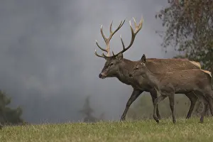 Red Deer buck and doe standing on a meadow in autumn
