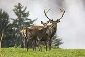 Red Deer buck at the end of the rutting season