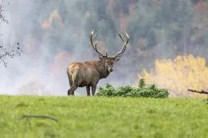 Red Deer buck at the end of the rutting season