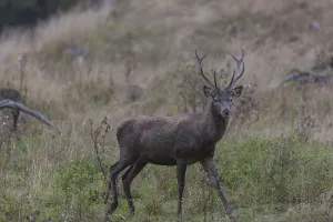 Red Deer buck standing in dense forest in autumn