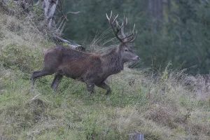 Red Deer buck standing in dense forest in autumn