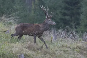Red Deer buck standing in dense forest in autumn