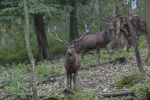 Red Deer buck standing in dense forest in autumn