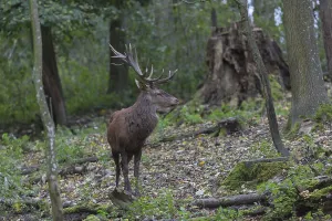 Red Deer buck standing in dense forest in autumn
