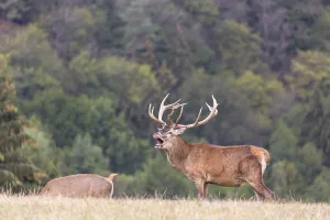 Red Deer buck standing on a meadow in autumn
