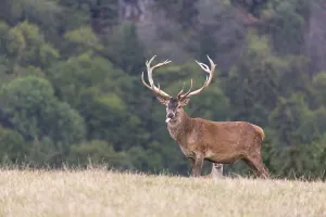 Red Deer buck standing on a meadow in autumn