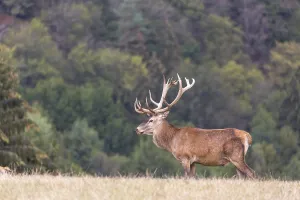 Red Deer buck standing on a meadow in autumn