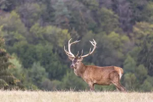 Red Deer buck standing on a meadow in autumn