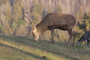 Red Deer buck standing on a meadow in autumn