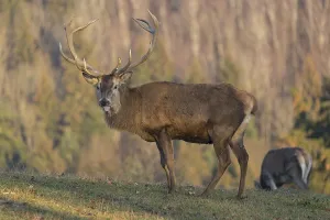 Red Deer buck standing on a meadow in autumn