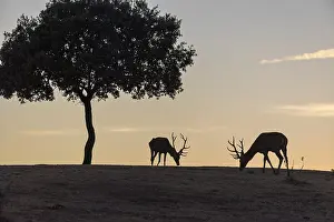 Red deer (Cervus elaphus), 2 males