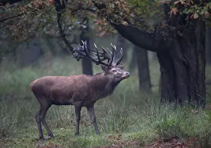 Red Deer (Cervus elaphus)