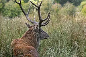 Red deer (Cervus elaphus)