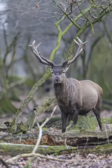 Red deer (Cervus elaphus)