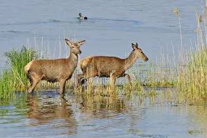 Red deer (Cervus elaphus)