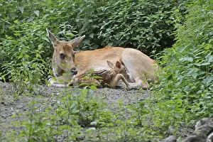 Red deer (Cervus elaphus)