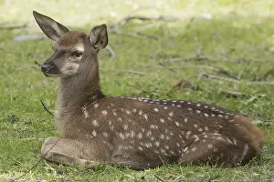 Red deer (Cervus elaphus)