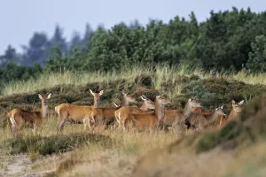 Red deer (Cervus elaphus)