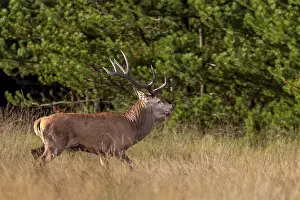 This red deer (Cervus elaphus)