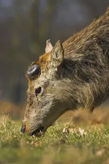 Red Deer (Cervus elaphus) adult male