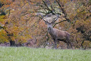 Red deer (Cervus elaphus) in autumn leaves