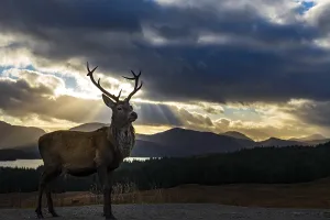 Red deer (Cervus elaphus) backlit