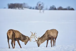 Red deer (Cervus elaphus), Bavaria on a snowy meadow