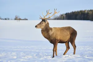 Red deer (Cervus elaphus), Bavaria standing on a snowy meadow
