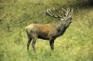 Red Deer (Cervus elaphus) belling