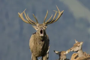 Red deer (Cervus elaphus) belling