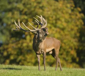Red Deer (Cervus elaphus) bellowing during rutting season, captive, Lower Saxony, Germany, Europe