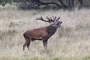 Red Deer (Cervus elaphus), bugling stag in rut