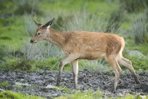 Red deer (Cervus elaphus) calf walking on a meadow