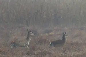 A red deer (Cervus elaphus) with calf walks attentively across a marshy meadow