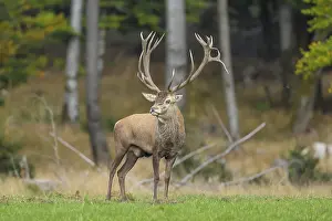Red deer (Cervus elaphus) capital stag in a forest clearing during the rutting season