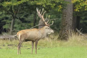 Red deer (Cervus elaphus) capital stag in a forest clearing during the rutting season