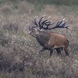 Red deer (Cervus elaphus), capital stag roaring stands in a meadow