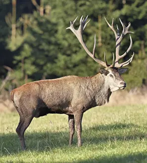 Red deer (Cervus elaphus), capital stag during the rut at the edge of the forest