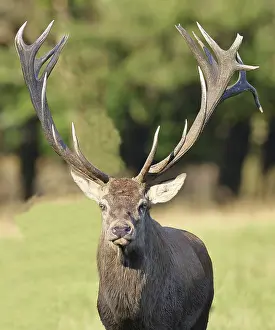 Red deer (Cervus elaphus), capital stag during the rut at the edge of the forest