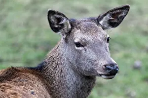 Red deer (Cervus elaphus), captive