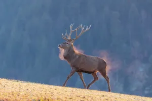 A red deer (Cervus elaphus) crosses a meadow covered in hoar frost in the first light of day