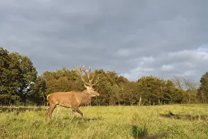 Red deer (Cervus elaphus) crossing a forest clearing in autumn