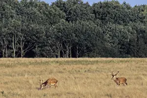Red deer (Cervus elaphus) crossing a forest meadow (Edelhirsch) (Red deer)