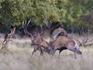 Red deer (Cervus elaphus), top deer drives out defeated rival from meadow after rutting fight